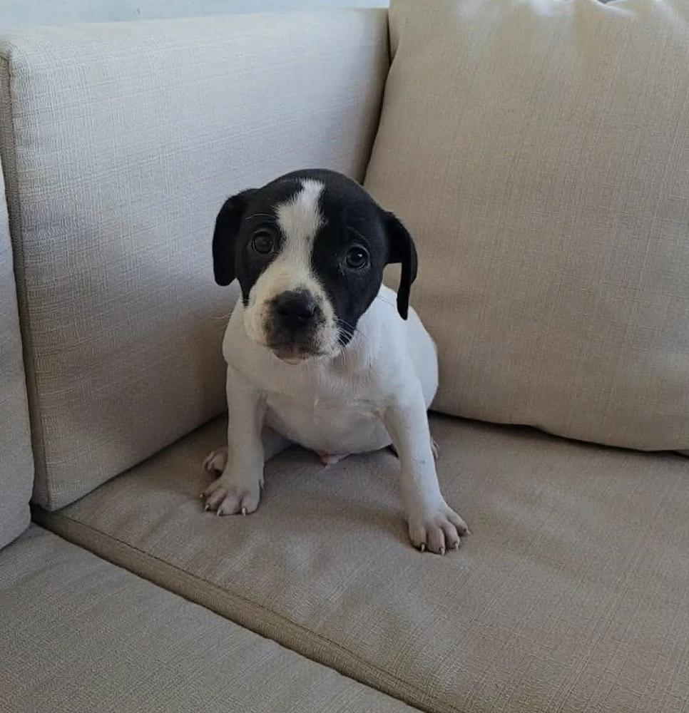 Enlarge Bullseye, a ADOPTABLE mixed breed in China Township, MI image 3/6