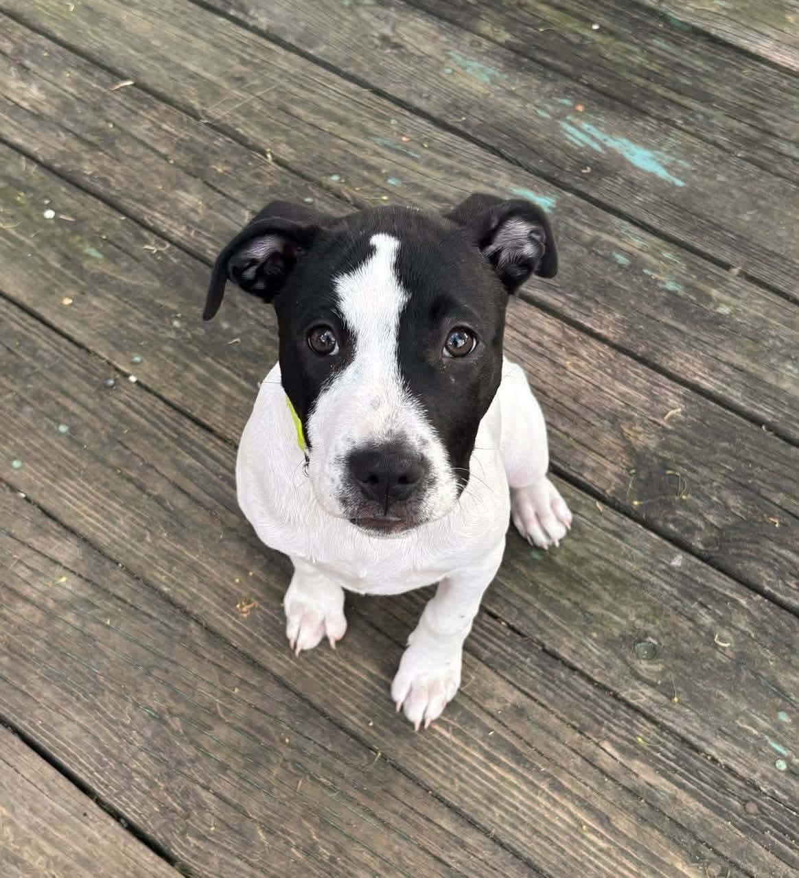 Bullseye, ADOPTABLE, Puppy Male Pit Bull Terrier.