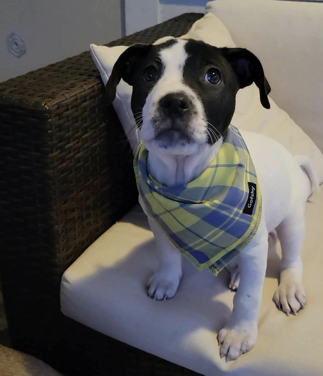 Enlarge Bullseye, a ADOPTABLE mixed breed in China Township, MI image 6/6