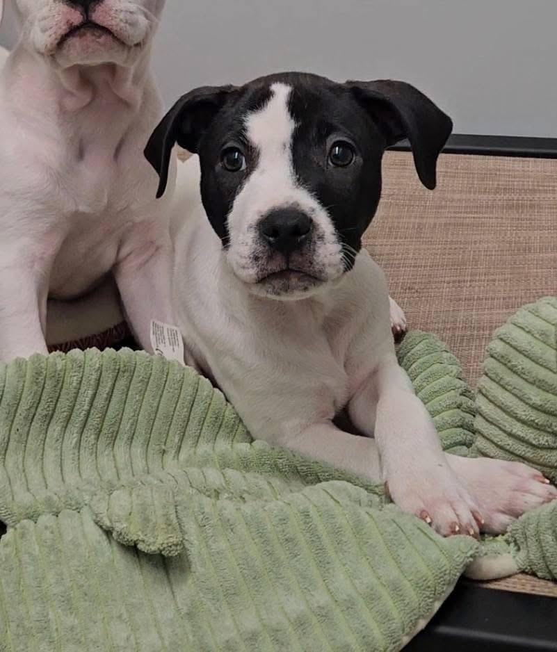 Enlarge Bullseye, a ADOPTABLE mixed breed in China Township, MI image 2/6