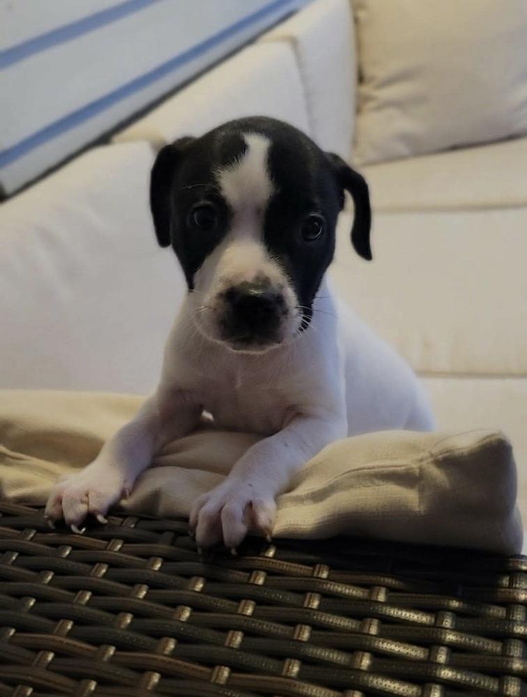 Enlarge Bullseye, a ADOPTABLE mixed breed in China Township, MI image 5/6