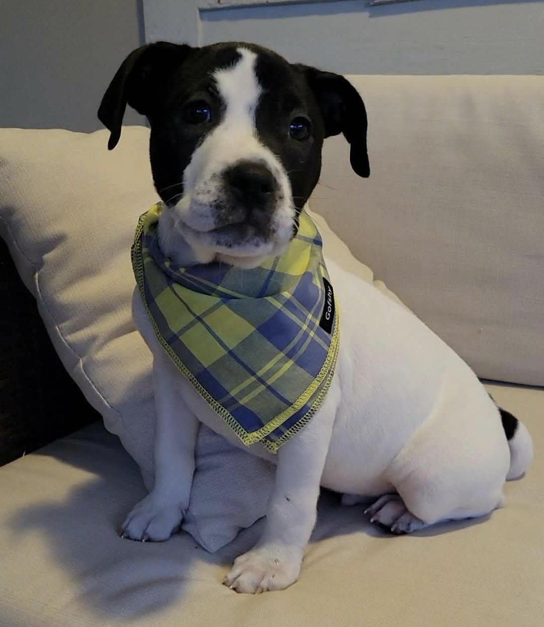 Bullseye, ADOPTABLE, Puppy Male Pit Bull Terrier.