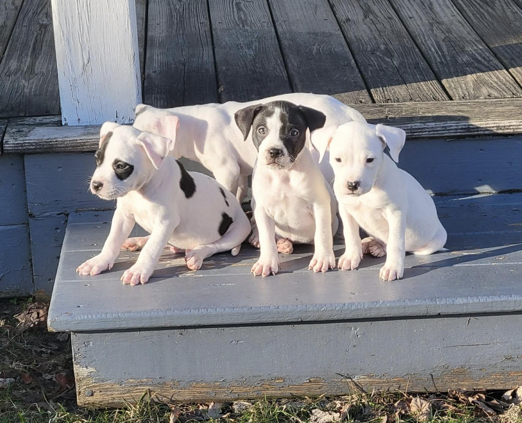 Enlarge Bullseye, a ADOPTABLE mixed breed in China Township, MI image 4/6