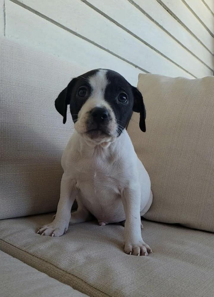 Enlarge Bullseye, a ADOPTABLE mixed breed in China Township, MI image 1/6