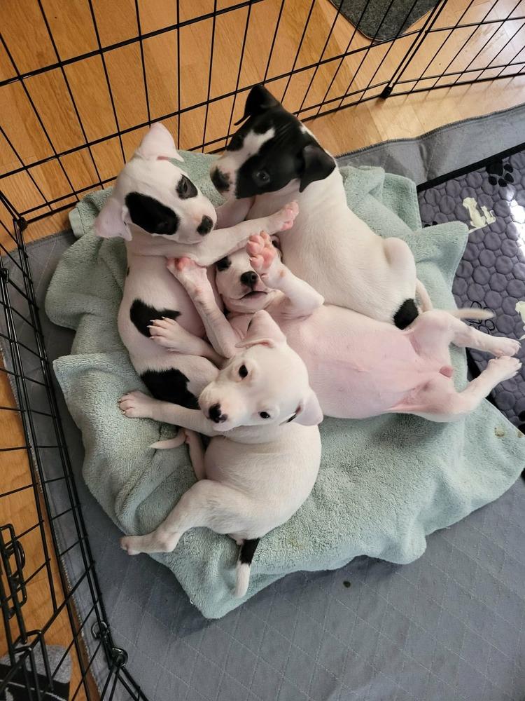 Enlarge Bullseye, a ADOPTABLE mixed breed in China Township, MI image 6/6