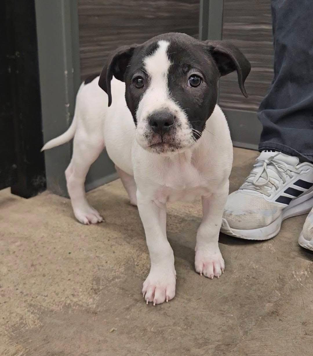 Enlarge Bullseye, a ADOPTABLE mixed breed in China Township, MI image 4/6