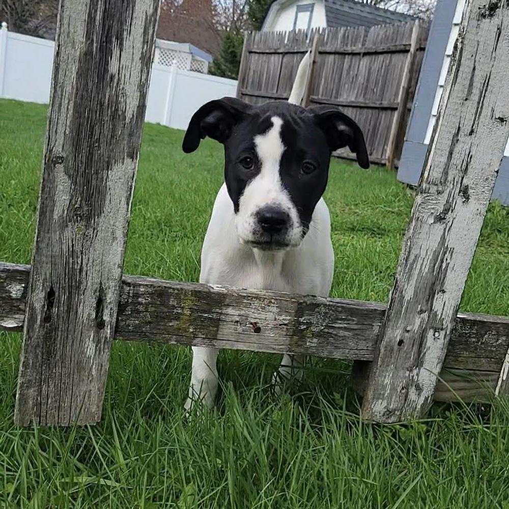 Enlarge Bullseye, a ADOPTABLE mixed breed in China Township, MI image 2/6