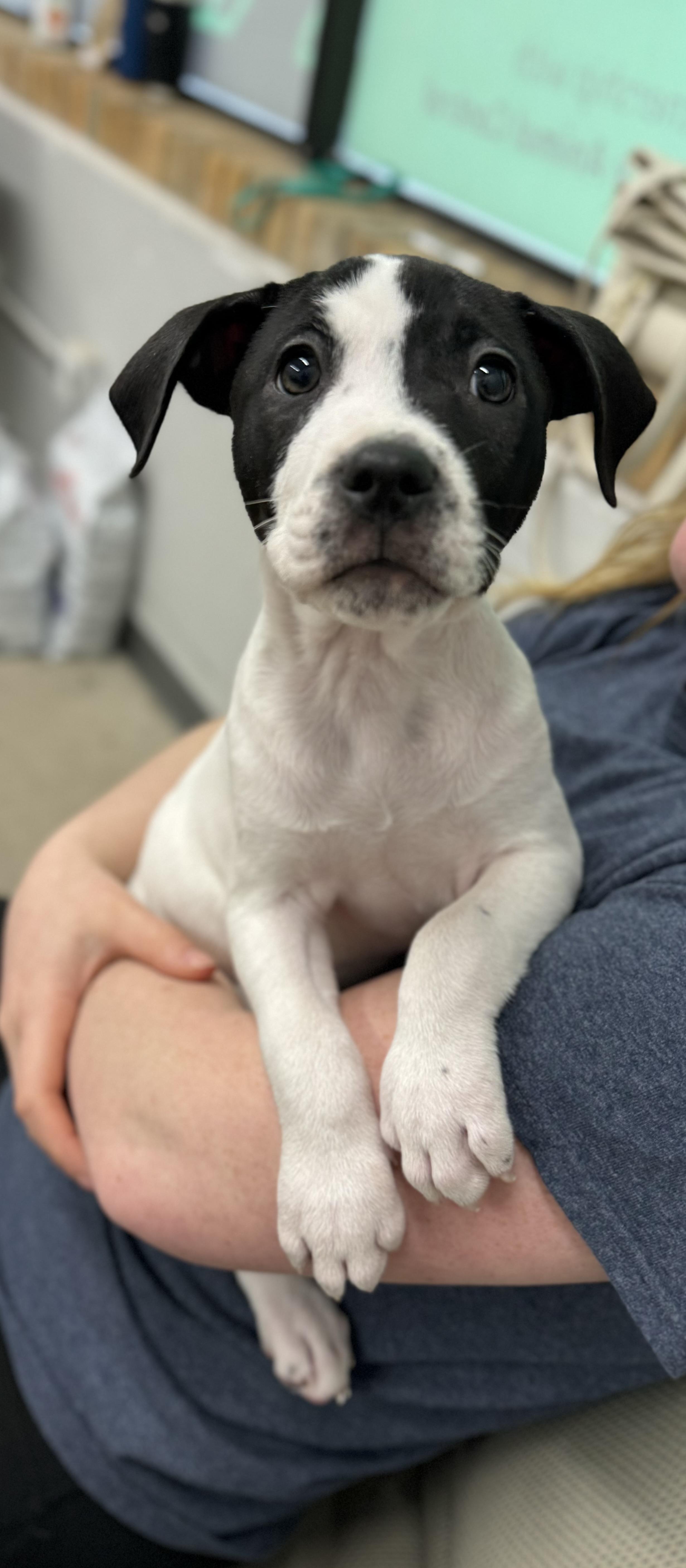 Enlarge Bullseye, a ADOPTABLE mixed breed in China Township, MI image 3/6