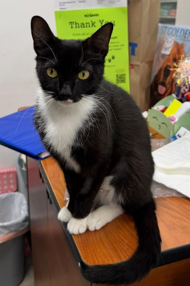 Penny, a Adoptable mixed breed in Orlando, FL image 1/3
