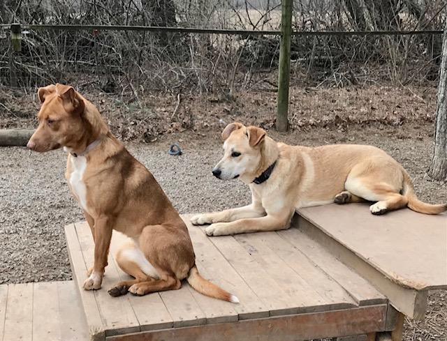 Enlarge Linda, a ADOPTABLE mixed breed in Honeoye Falls, NY image 2/2