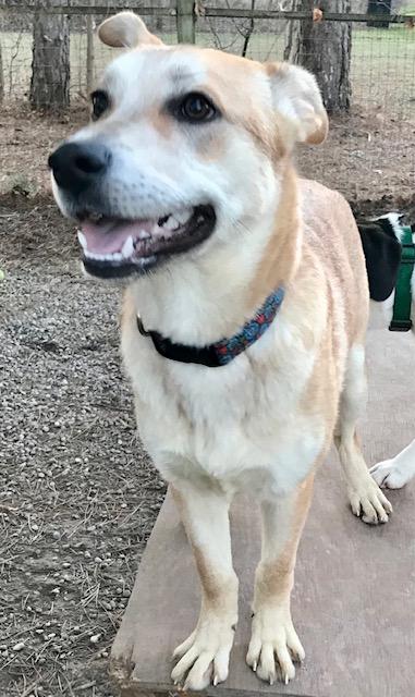 Linda, ADOPTABLE, Young Female Labrador Retriever & Shepherd.