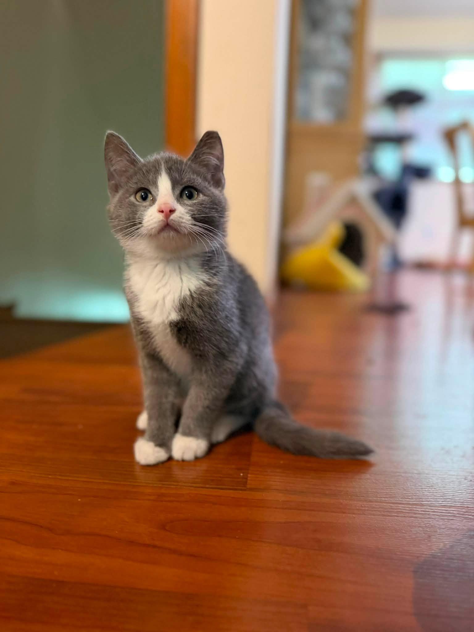 Enlarge Obsidian, an adopted Domestic Short Hair in Cleveland, OH image 1/3