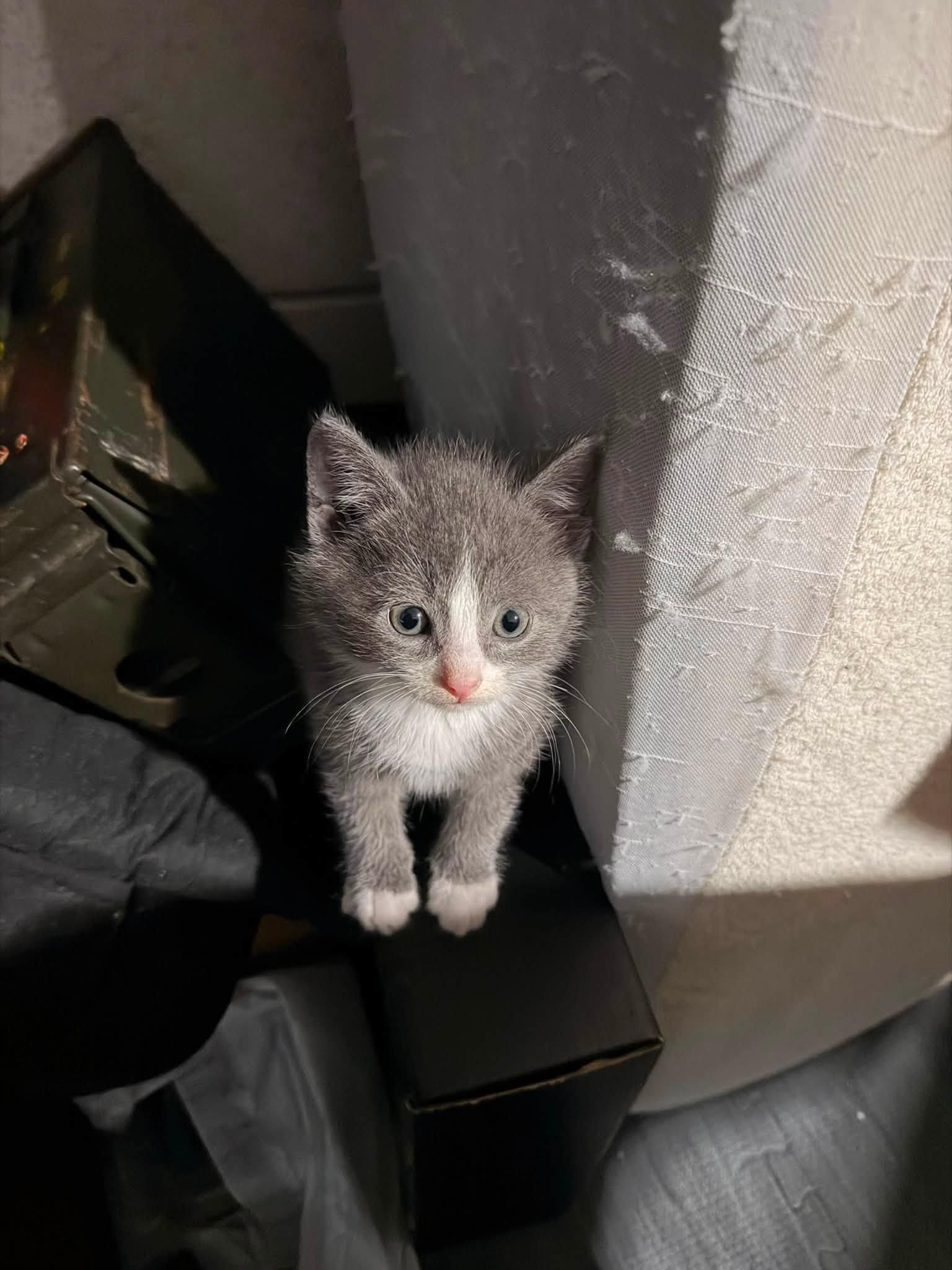 Enlarge Obsidian, an adopted Domestic Short Hair in Cleveland, OH image 2/3
