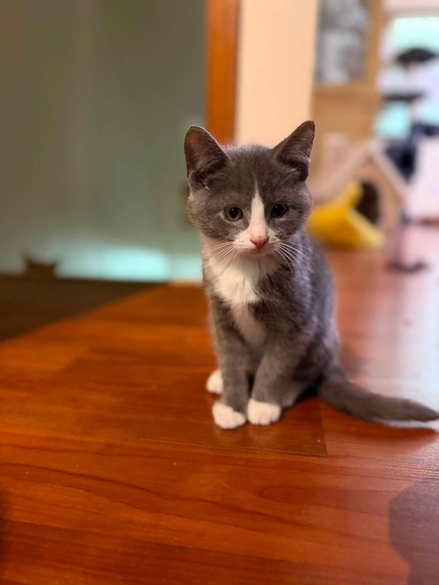 Enlarge Obsidian, an adopted Domestic Short Hair in Cleveland, OH image 3/3