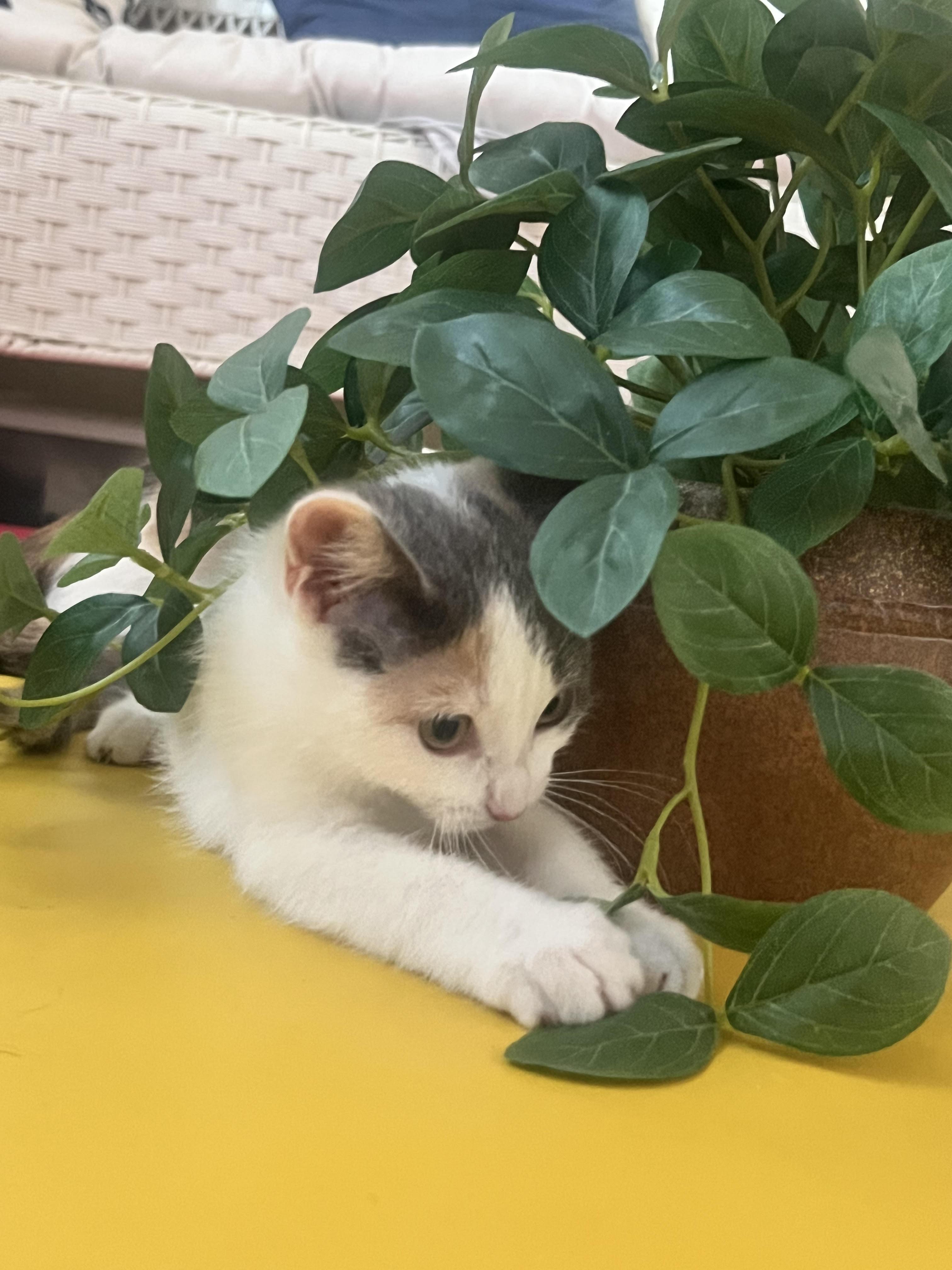 Chapstick (& Cherry), a Adoptable Dilute Calico in Chicago, IL image 1/3