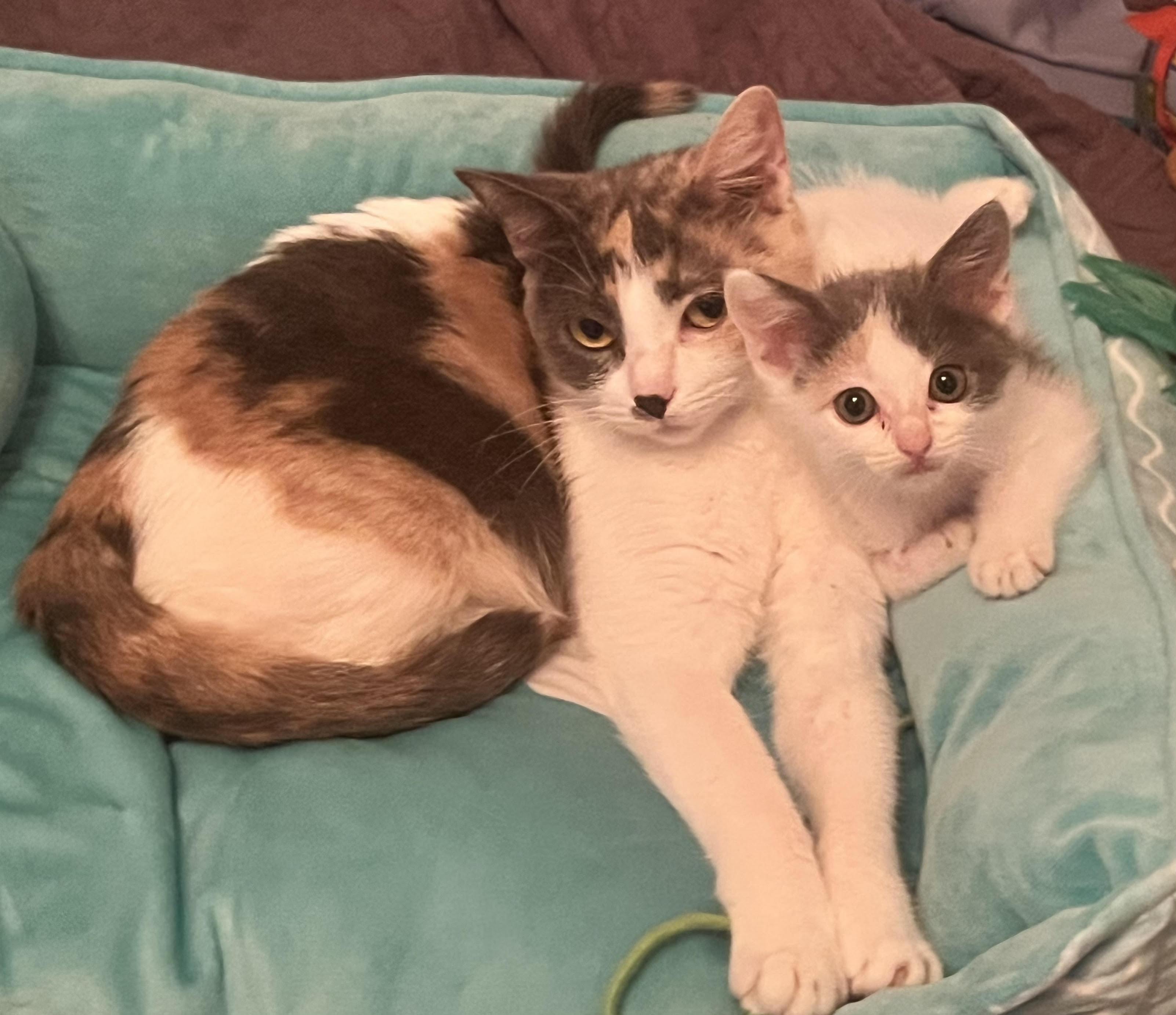 Chapstick (& Cherry), a Adoptable Dilute Calico in Chicago, IL image 2/3