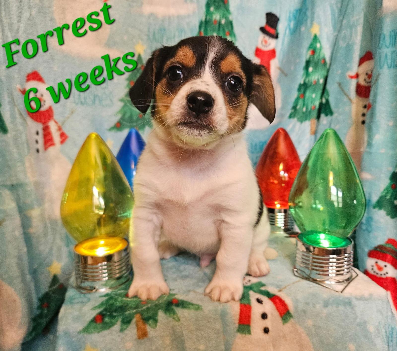 Forrest, Adoptable, Puppy Male Beagle & Chihuahua.
