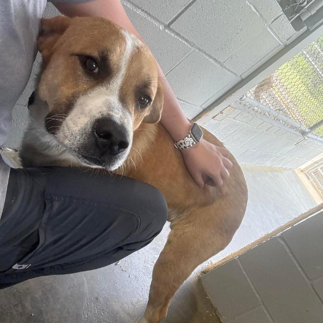 Buck 052804, Adoptable, Adult Male Labrador Retriever & Mixed Breed.