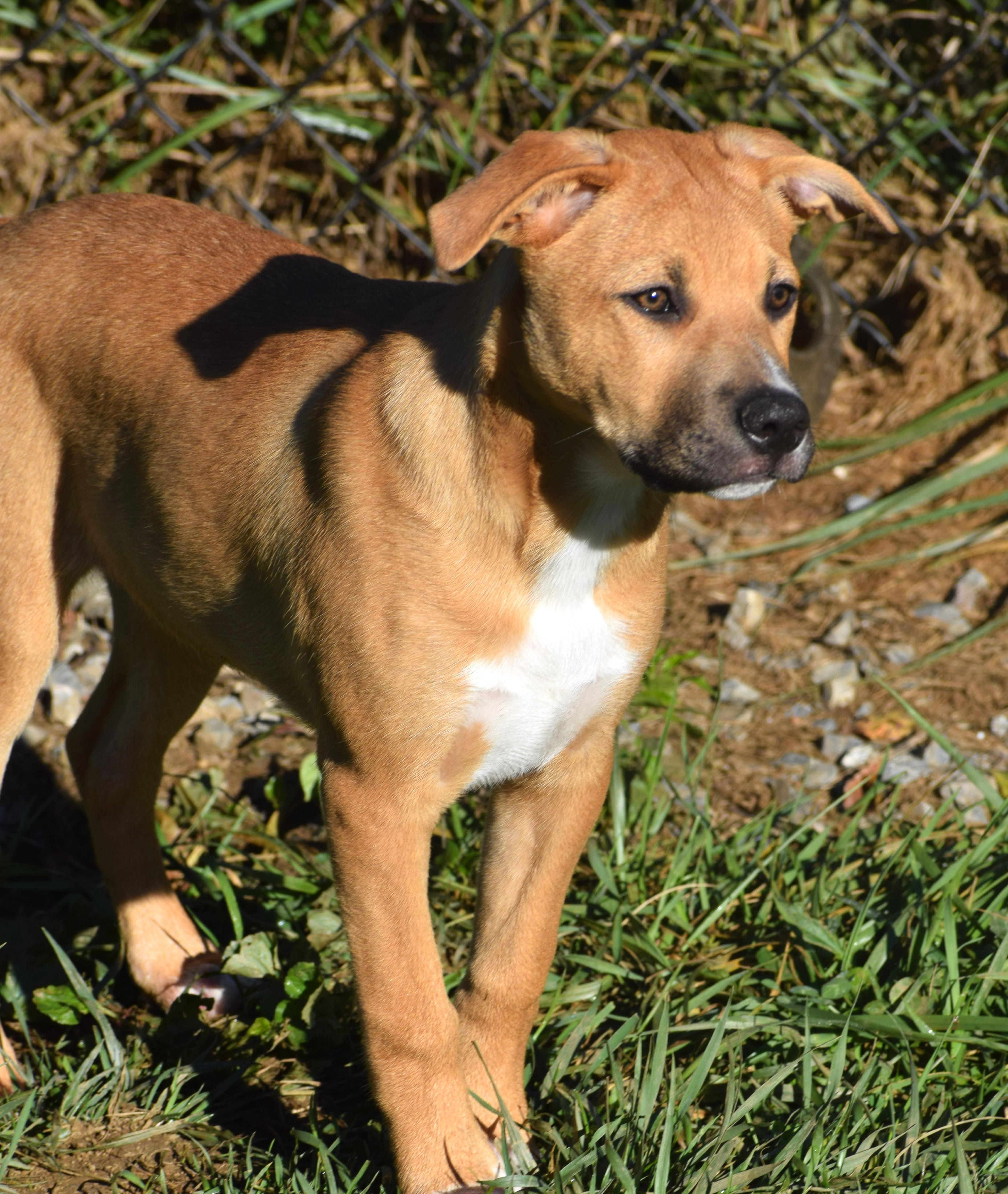 Enlarge Josie-Available www.lhar.dogt to apply, a Adoptable mixed breed in Frederick, MD image 6/6