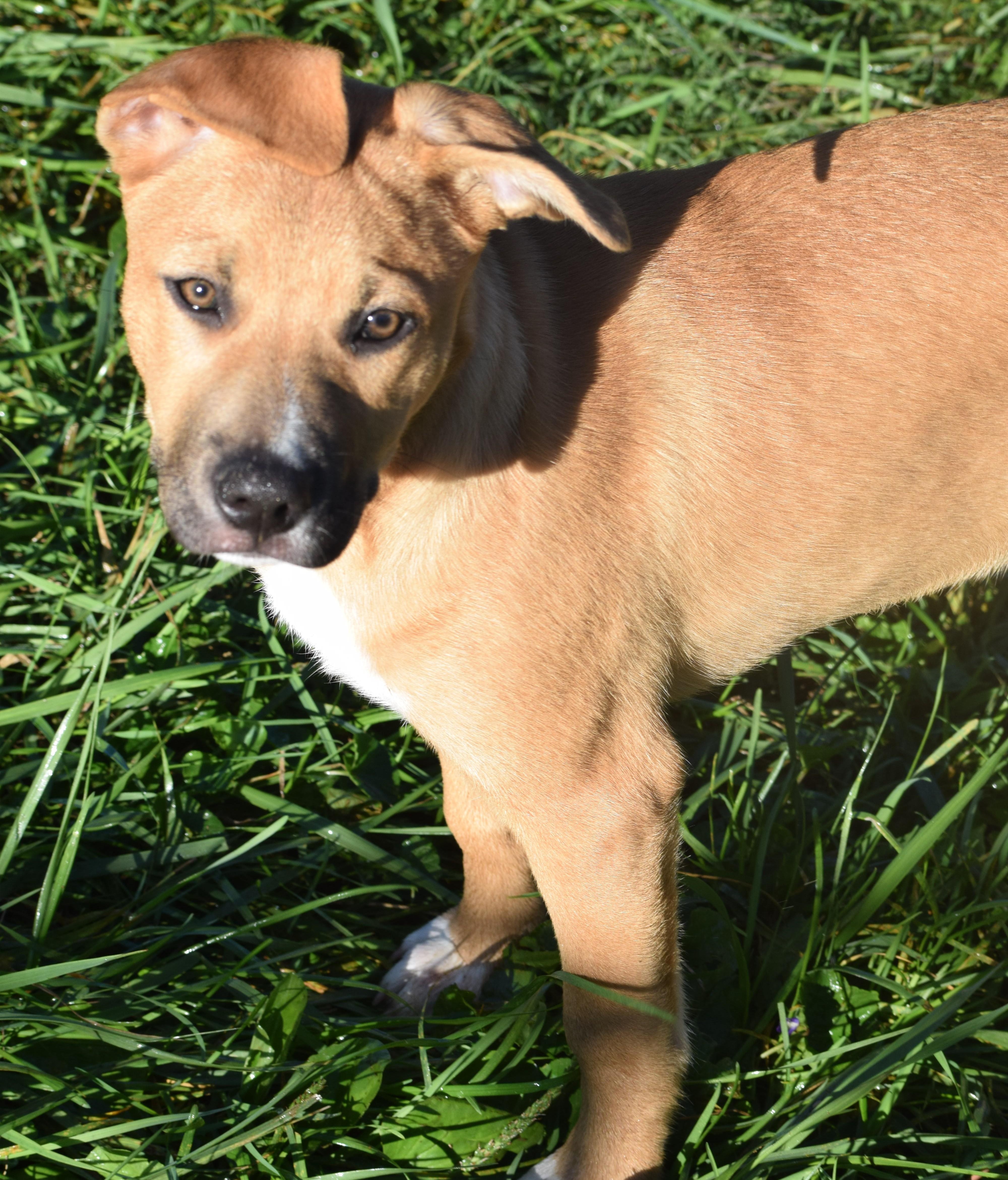 Enlarge Josie-Available www.lhar.dogt to apply, a Adoptable mixed breed in Frederick, MD image 2/6