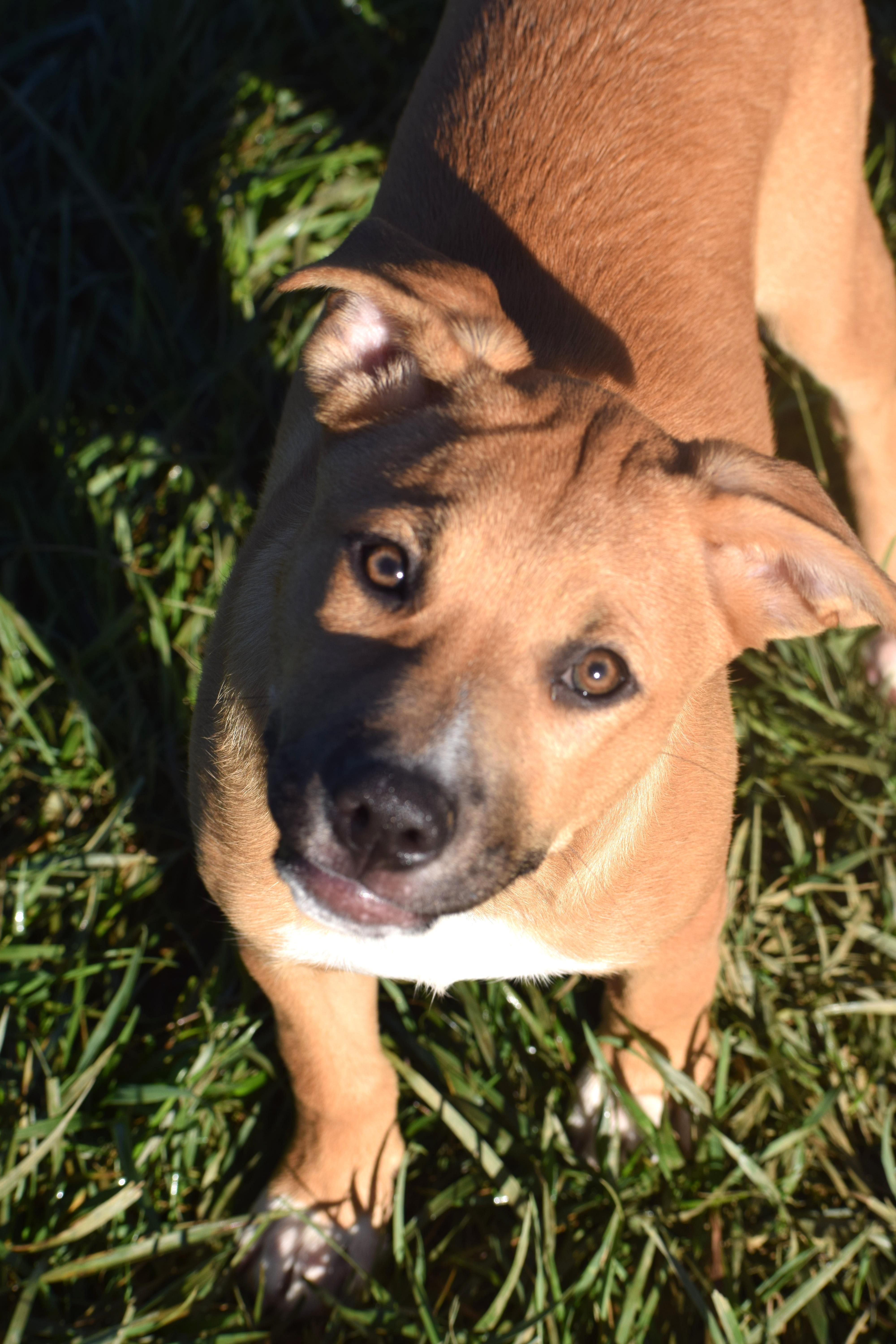 Enlarge Josie-Available www.lhar.dogt to apply, a Adoptable mixed breed in Frederick, MD image 4/6