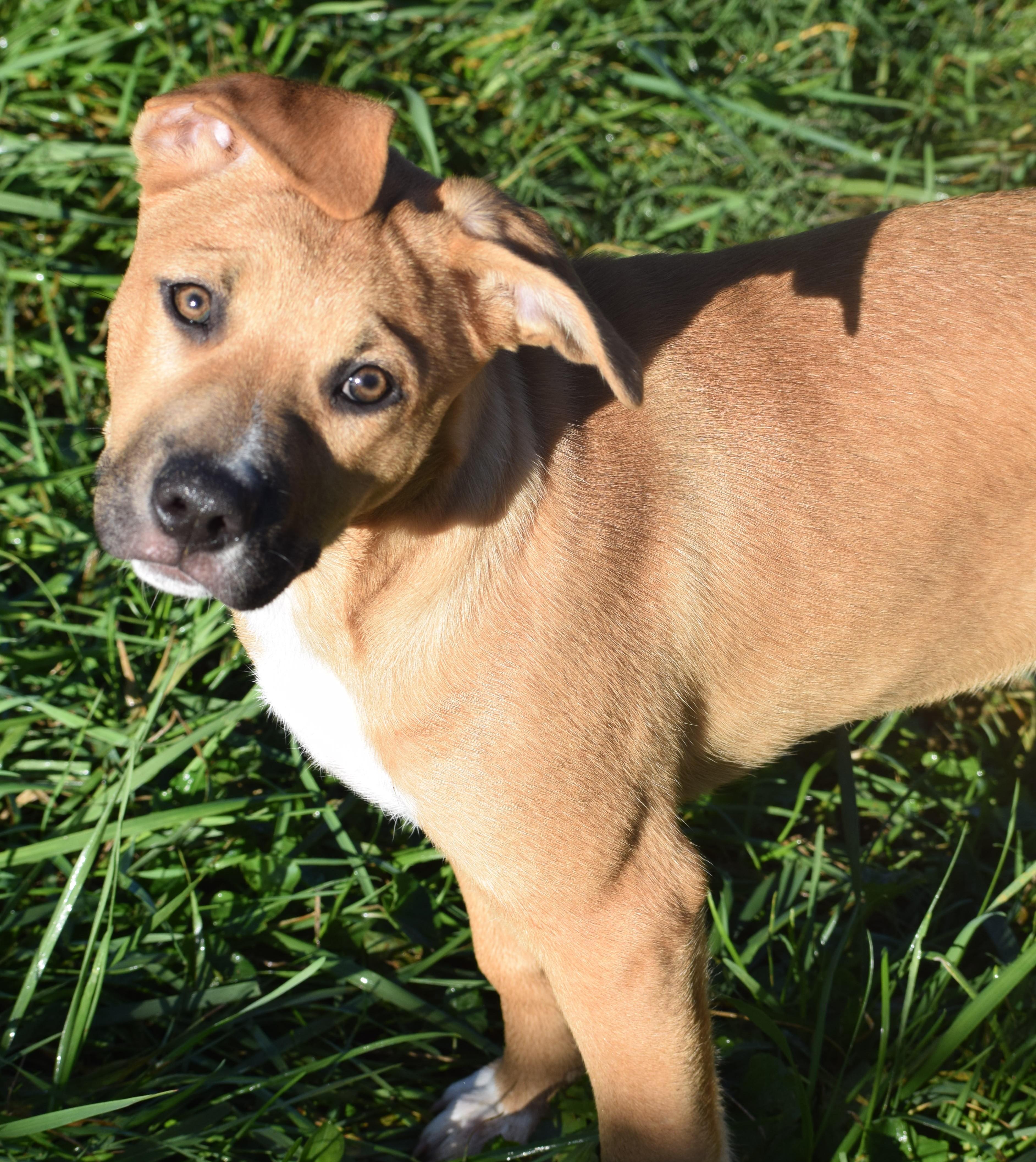Enlarge Josie-Available www.lhar.dogt to apply, a Adoptable mixed breed in Frederick, MD image 5/6