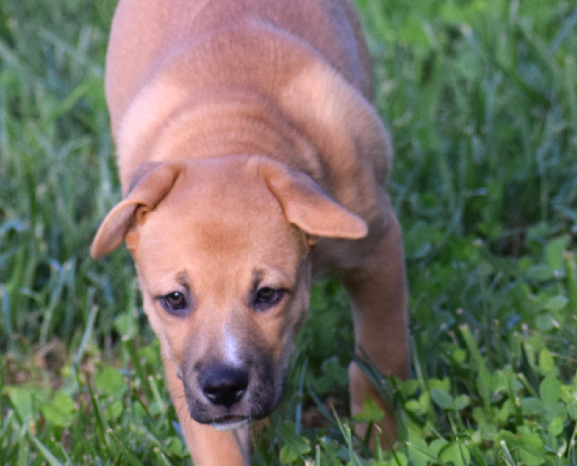 Enlarge Josie-Available www.lhar.dogt to apply, a Adoptable mixed breed in Frederick, MD image 5/5