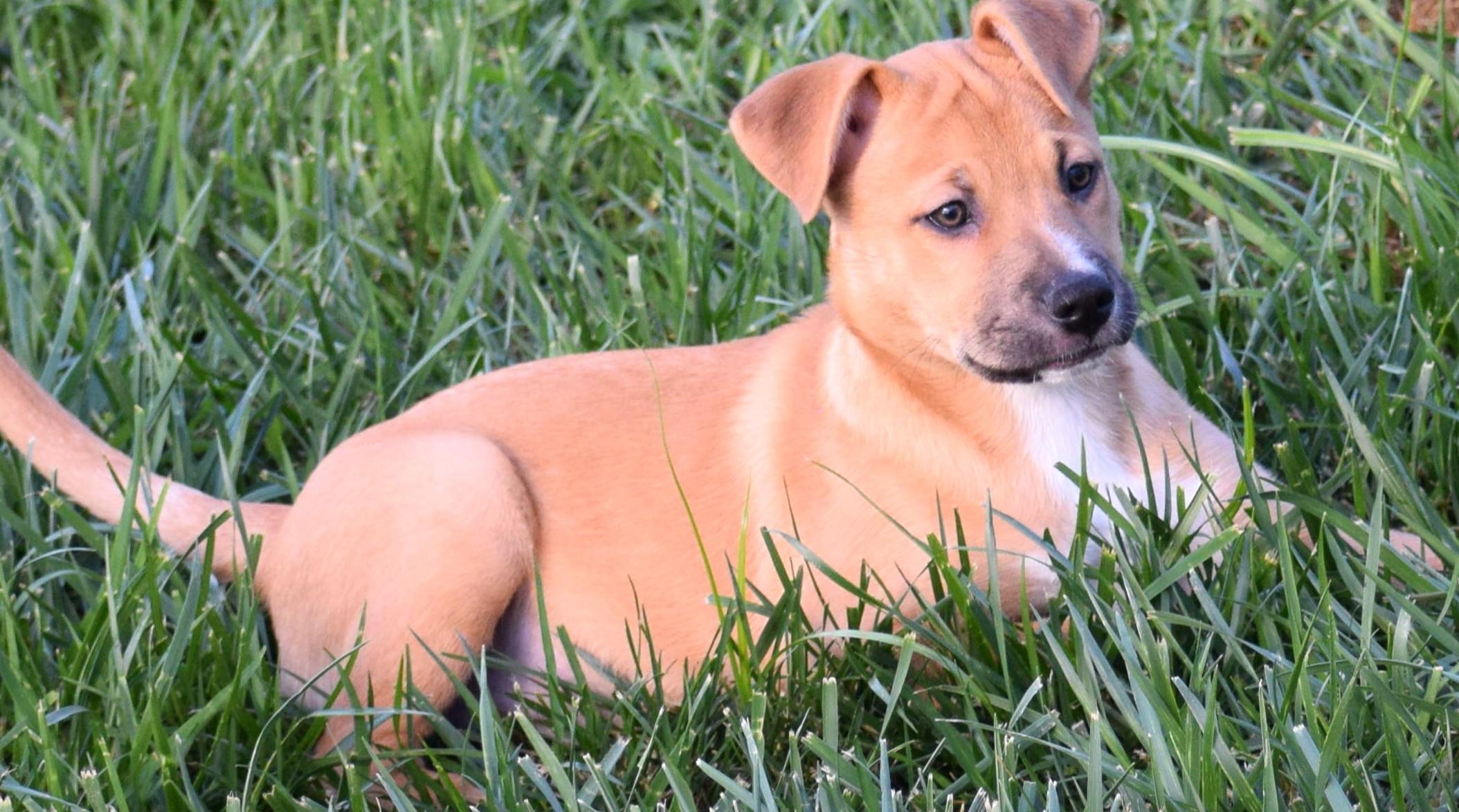 Enlarge Josie-Available www.lhar.dogt to apply, a Adoptable mixed breed in Frederick, MD image 2/5