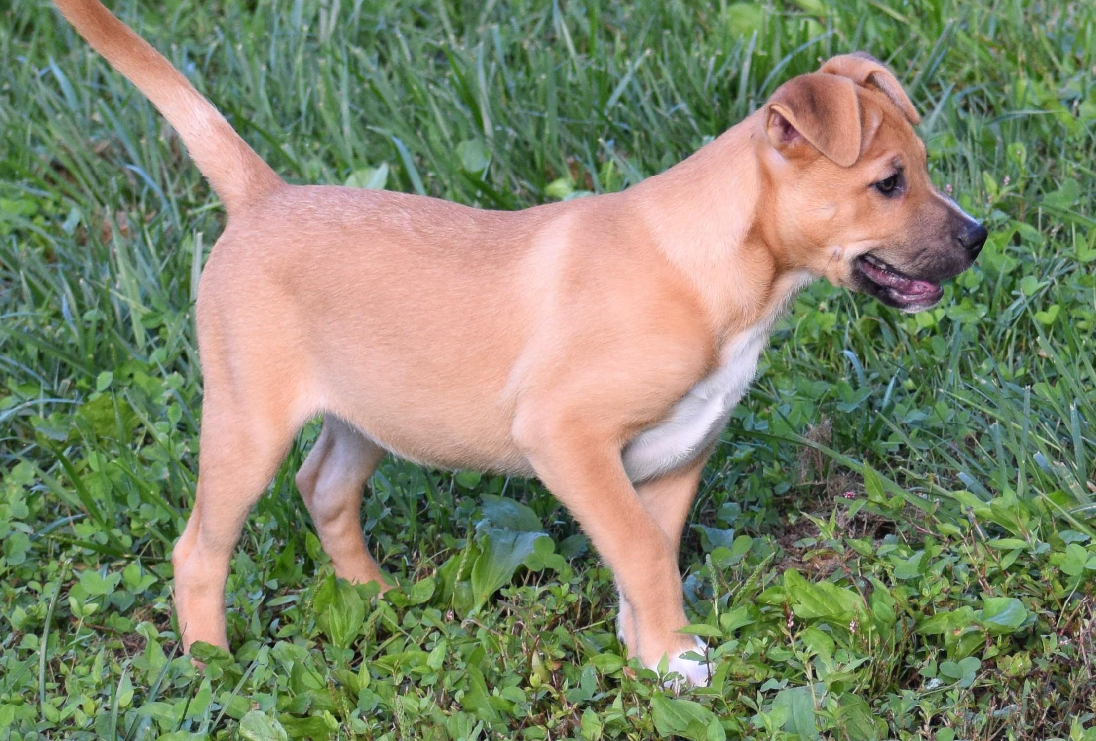Enlarge Josie-Available www.lhar.dogt to apply, a Adoptable mixed breed in Frederick, MD image 4/5