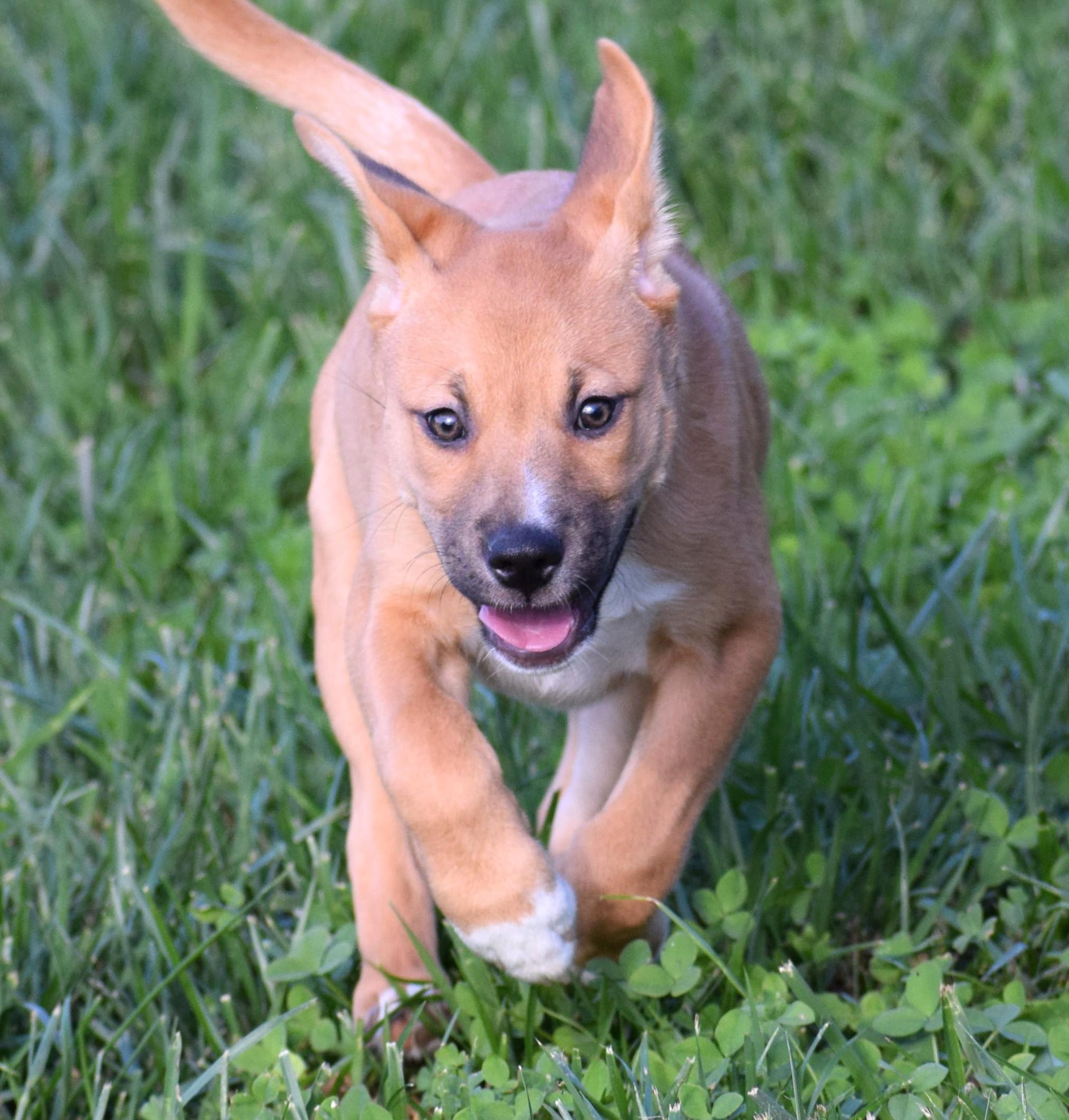 Josie-Available www.lhar.dogt to apply, Adoptable, Puppy Female Collie & Terrier.
