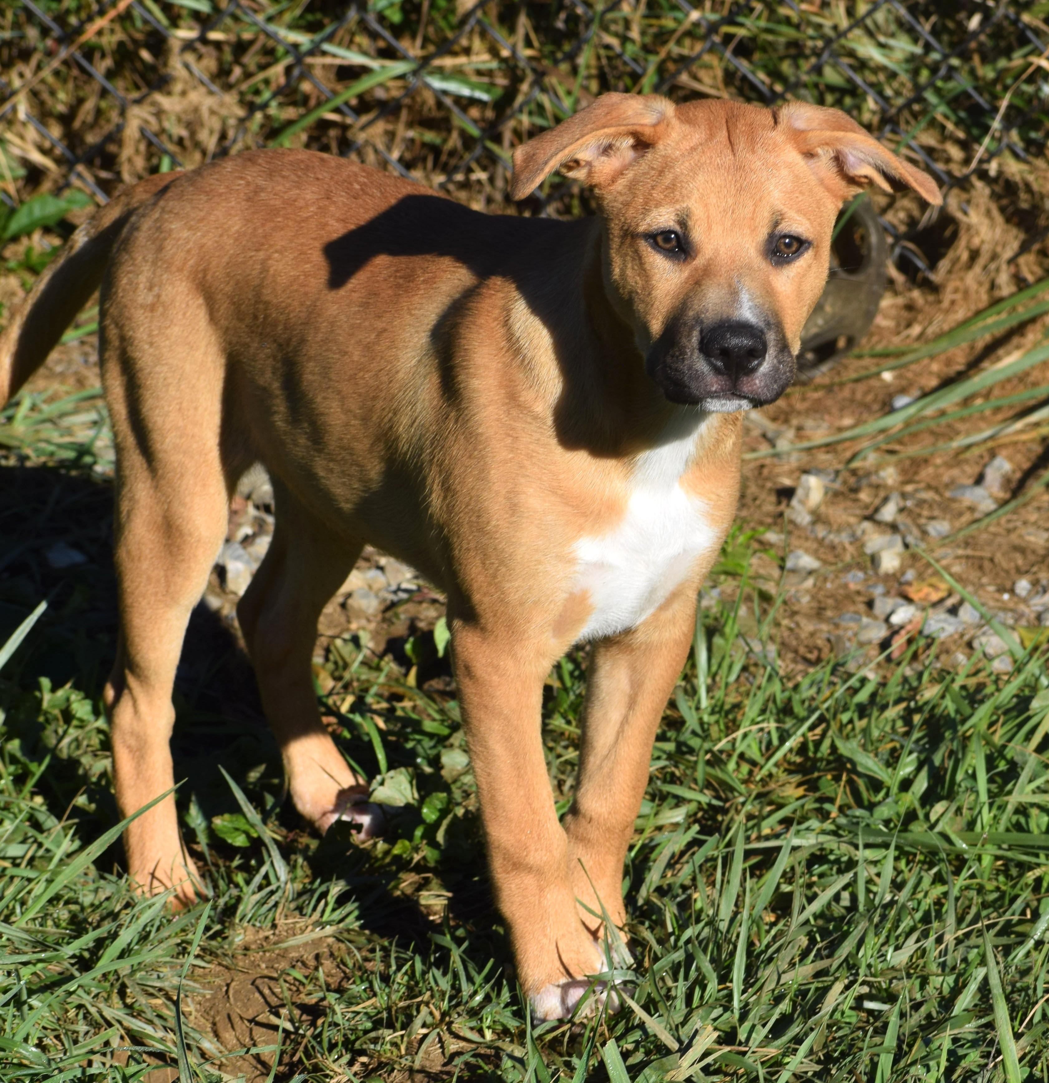 Enlarge Josie-Available www.lhar.dogt to apply, a Adoptable mixed breed in Frederick, MD image 1/6