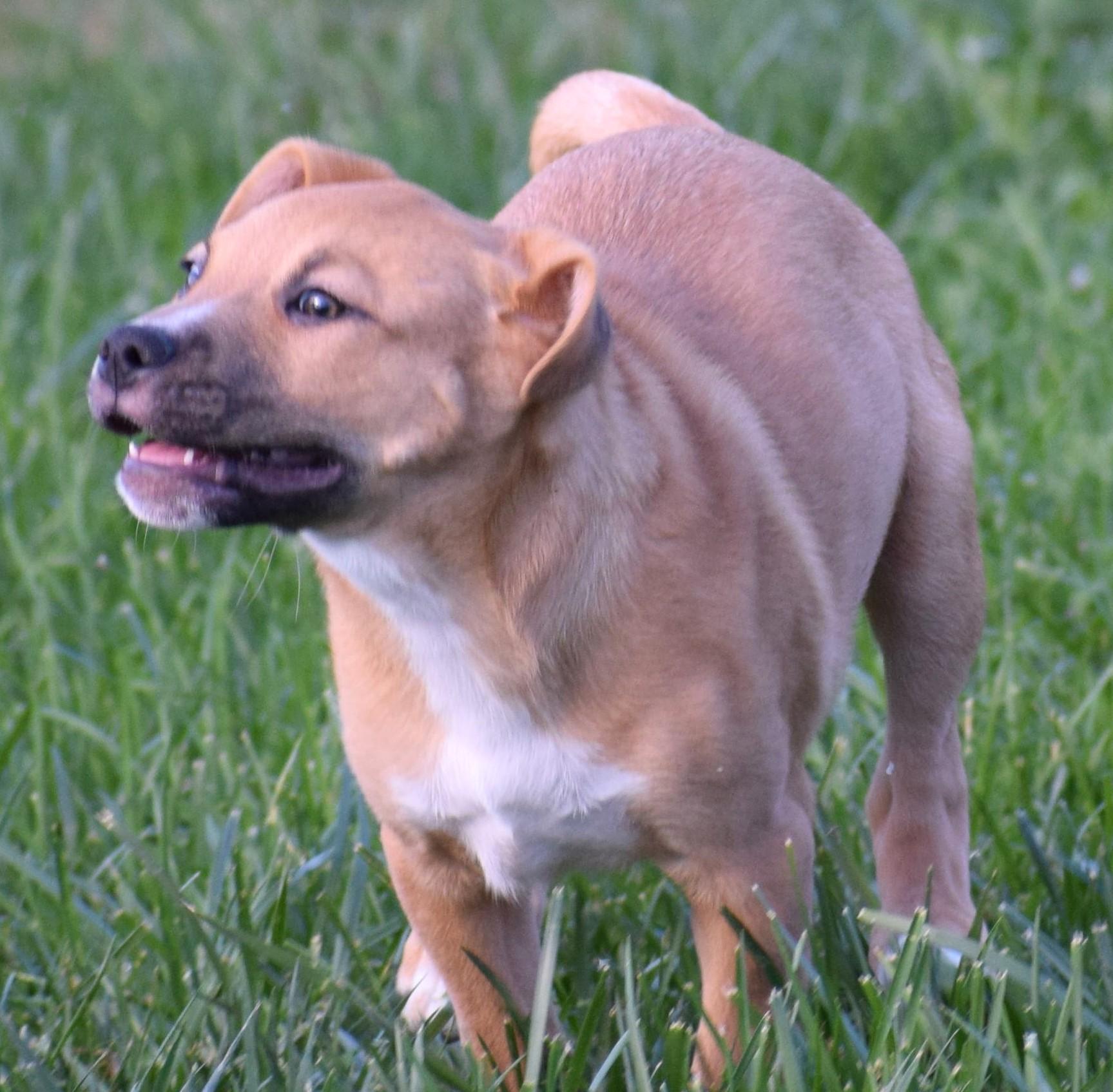 Enlarge Josie-Available www.lhar.dogt to apply, a Adoptable mixed breed in Frederick, MD image 3/5