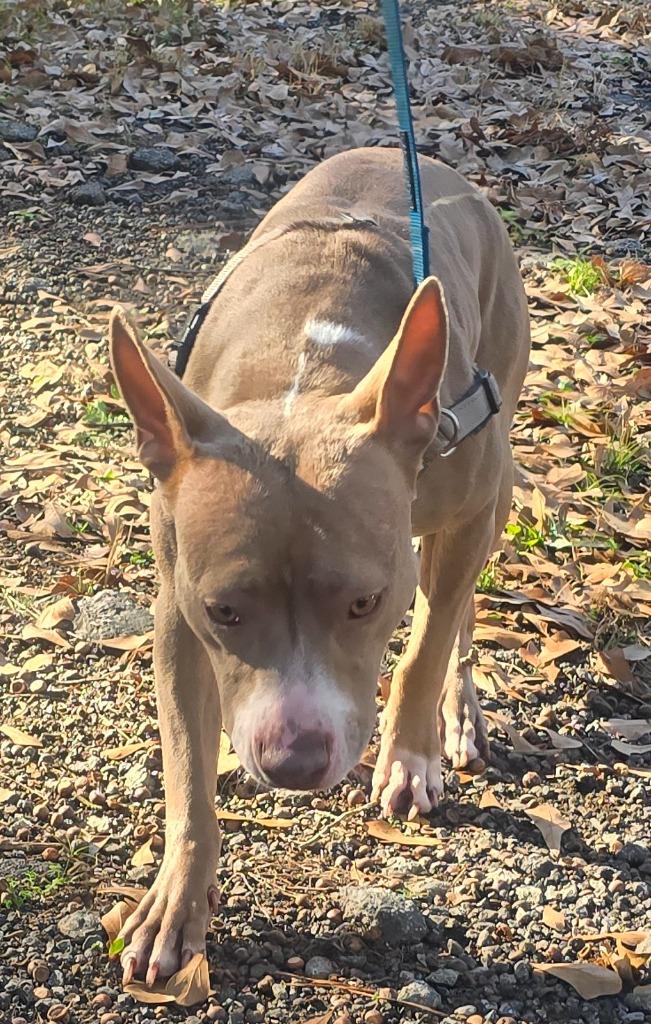 Enlarge Toni, a Adoptable mixed breed in Cartersville , GA image 1/1