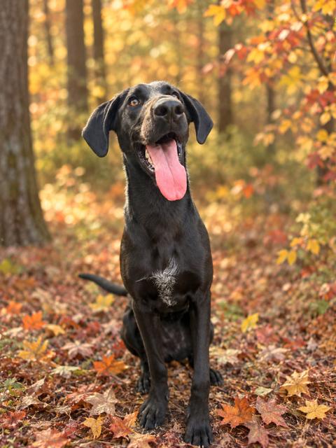 Enlarge Sunday, a Adoptable mixed breed in Palm Harbor, FL image 2/6