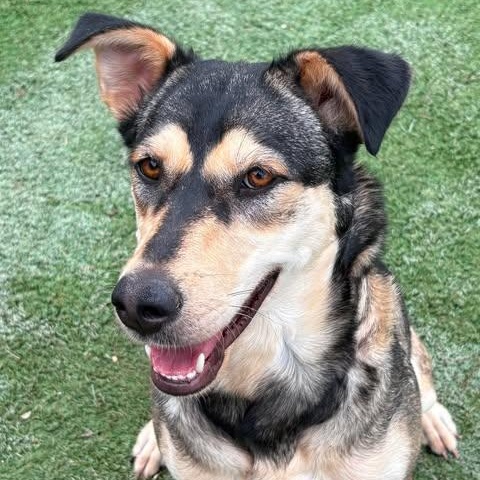Enlarge Brendy, a Adoptable mixed breed in Cincinnati, OH image 4/4