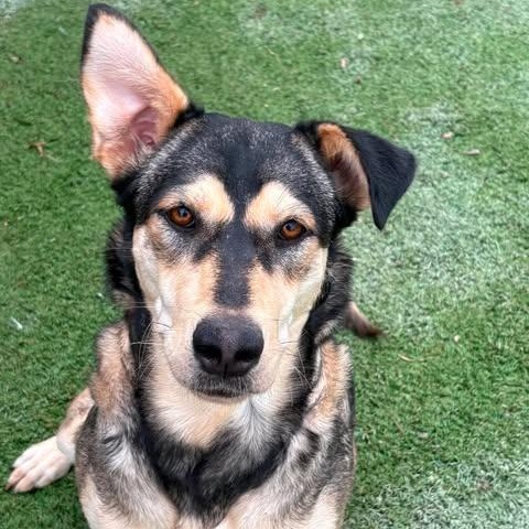 Enlarge Brendy, a Adoptable mixed breed in Cincinnati, OH image 3/4