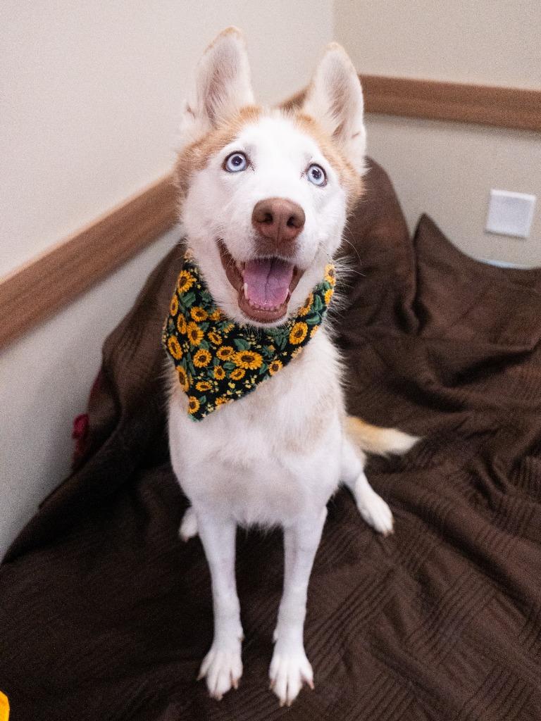 Linda, Adoptable, Adult Female Husky.