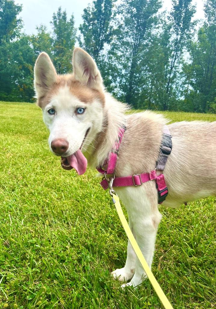 Enlarge Linda, a Adoptable Husky in Christiansburg, VA image 2/4
