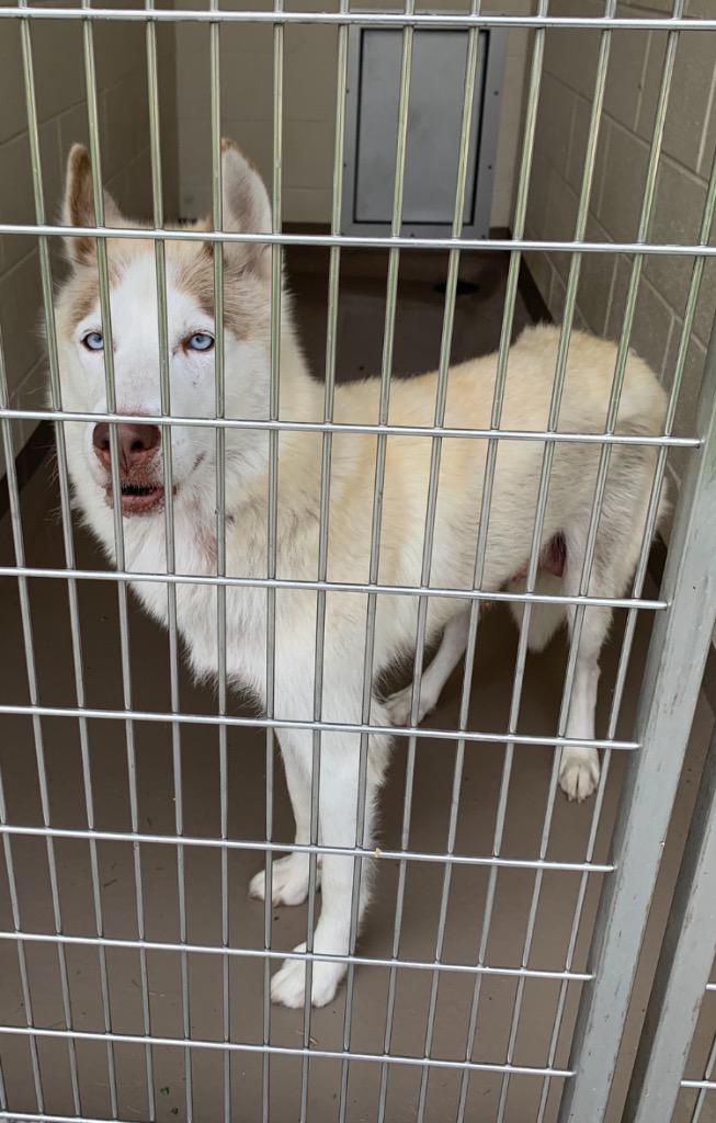 Enlarge Linda, a Adoptable Husky in Christiansburg, VA image 3/4