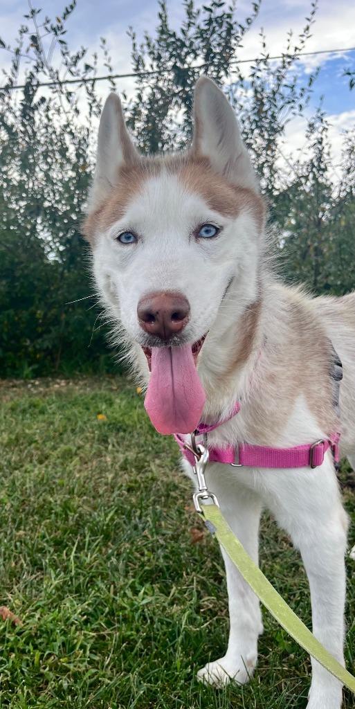 Enlarge Linda, a Adoptable Husky in Christiansburg, VA image 4/4