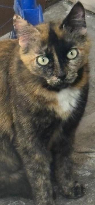 Enlarge SWEETIE, a ADOPTABLE Calico in Prescott, AZ image 3/3