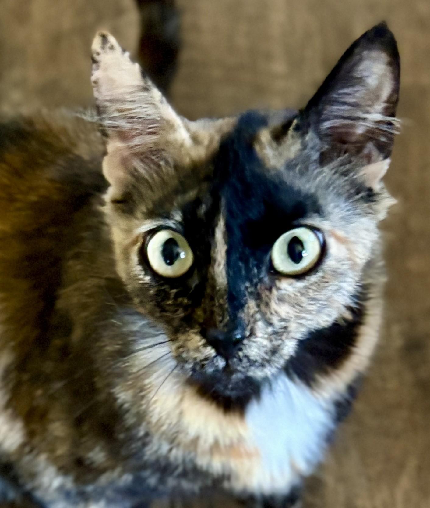 Enlarge SWEETIE, a ADOPTABLE Calico in Prescott, AZ image 1/3