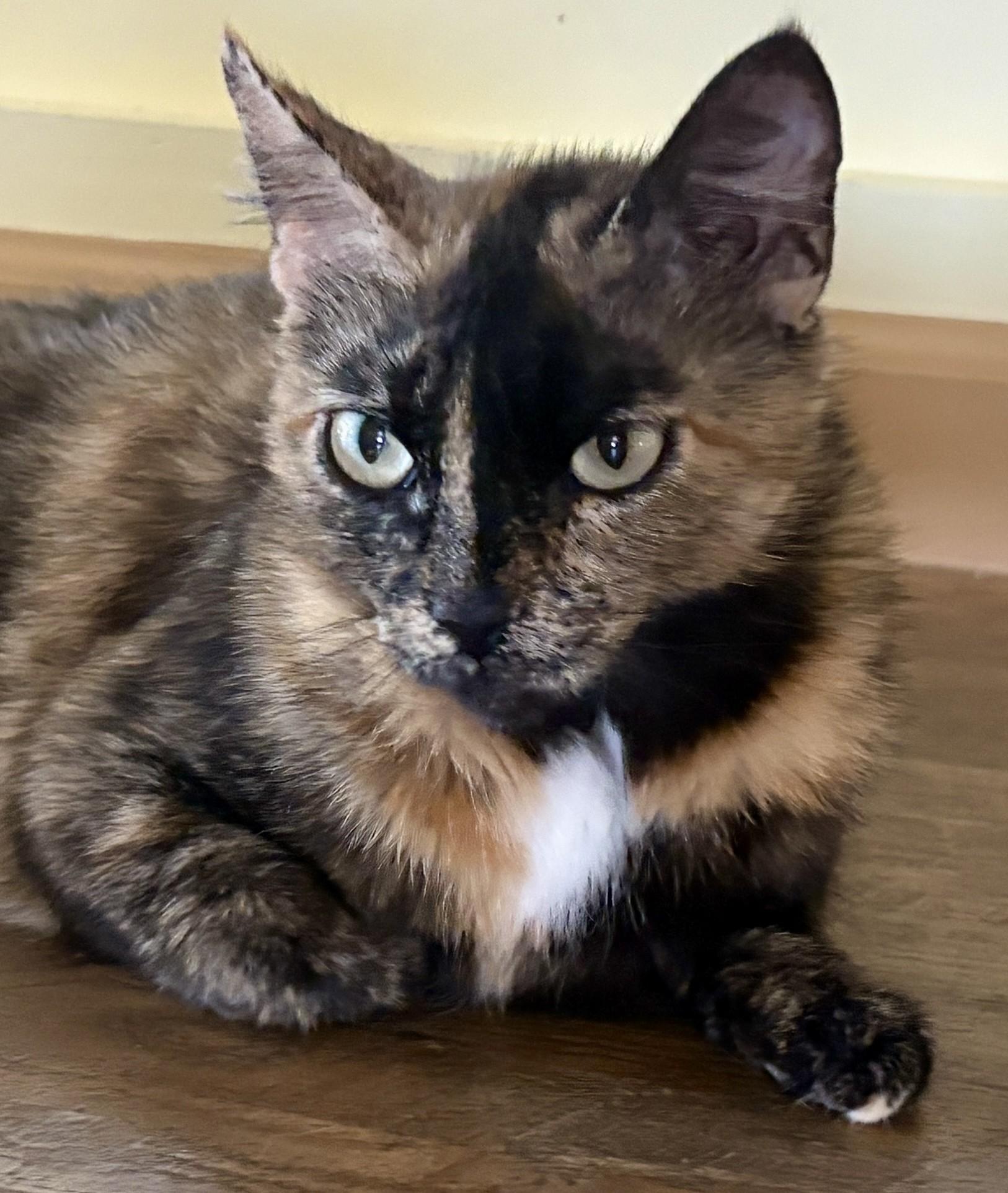 Enlarge SWEETIE, a ADOPTABLE Calico in Prescott, AZ image 2/3