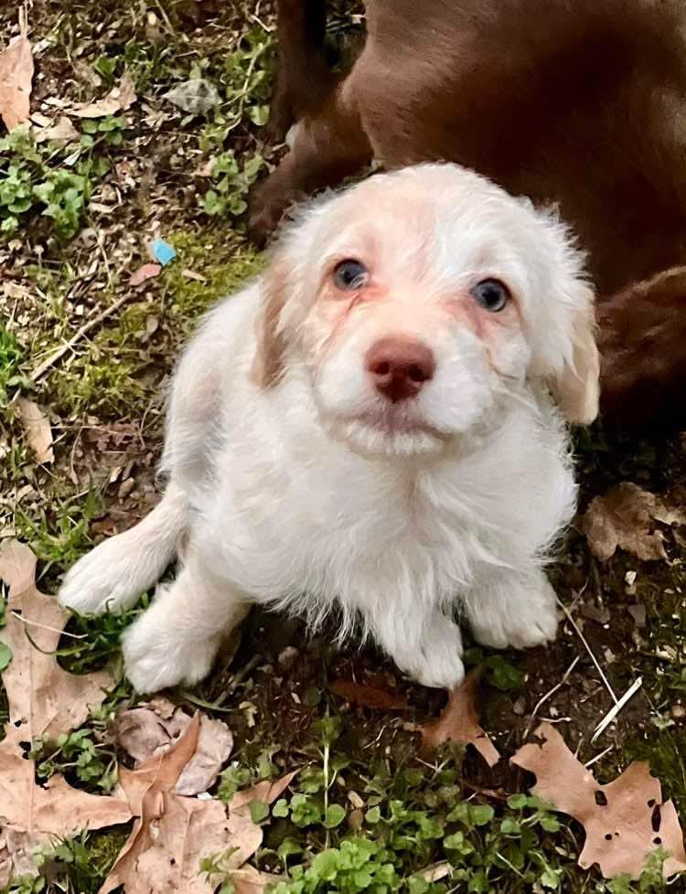 Enlarge Tiramisu, a Adopted mixed breed in Virginia Beach, VA image 2/4