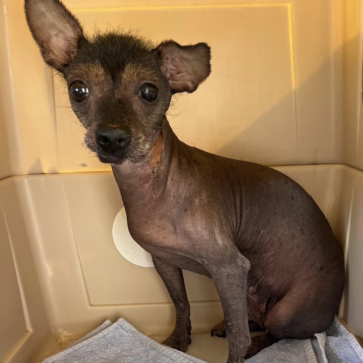 Dolores , a ADOPTABLE Xoloitzcuintli / Mexican Hairless in Marana, AZ image 2/5