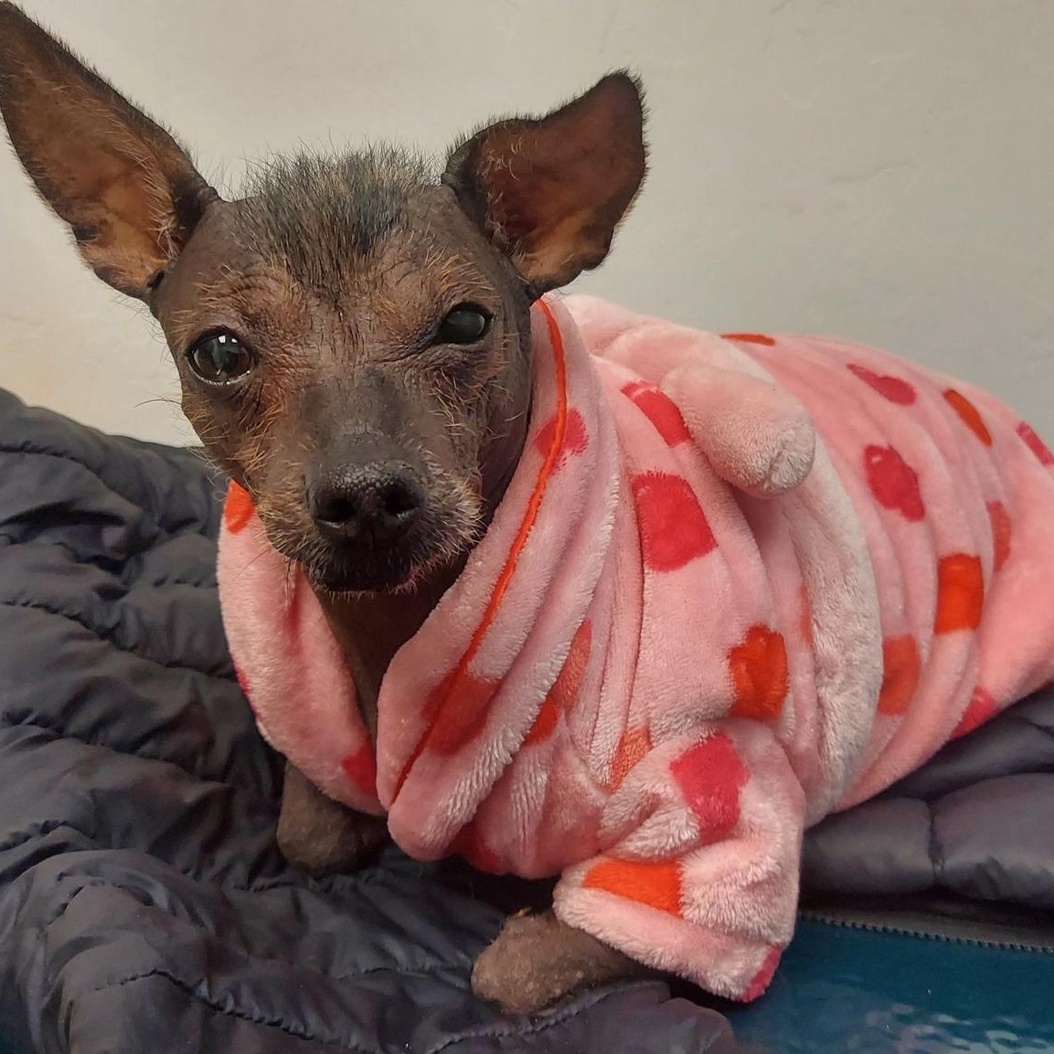Dolores , a ADOPTABLE Xoloitzcuintli / Mexican Hairless in Marana, AZ image 3/5