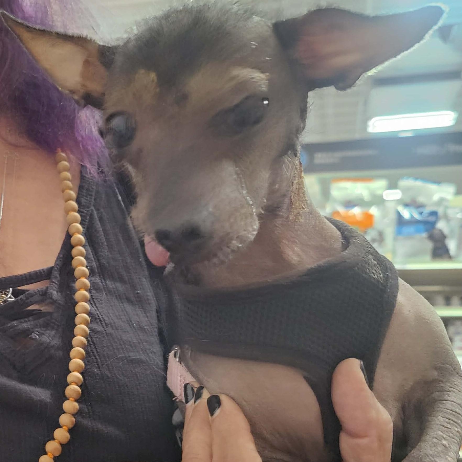 Dolores , a ADOPTABLE Xoloitzcuintli / Mexican Hairless in Marana, AZ image 4/5