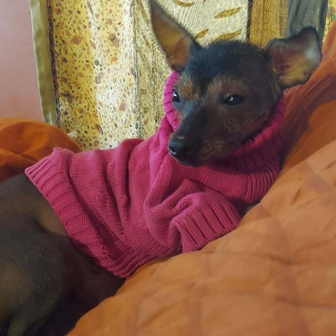 Dolores , a ADOPTABLE Xoloitzcuintli / Mexican Hairless in Marana, AZ image 5/5