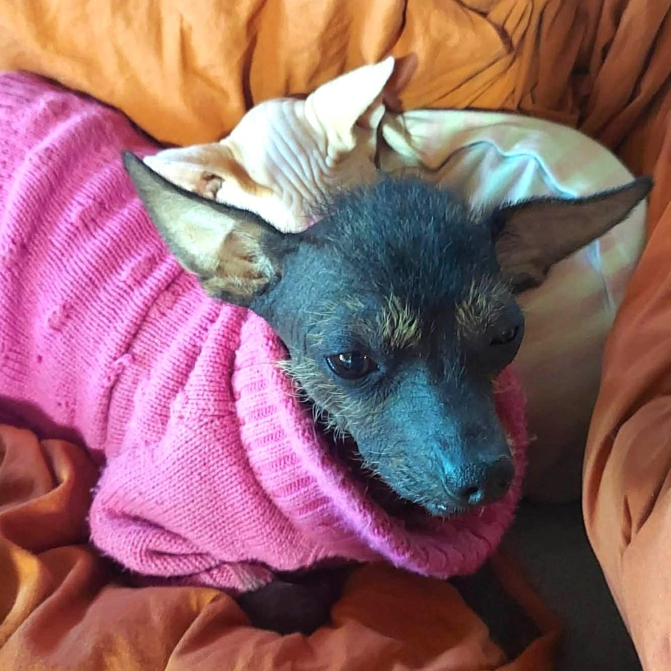 Dolores , a ADOPTABLE Xoloitzcuintli / Mexican Hairless in Marana, AZ image 1/5
