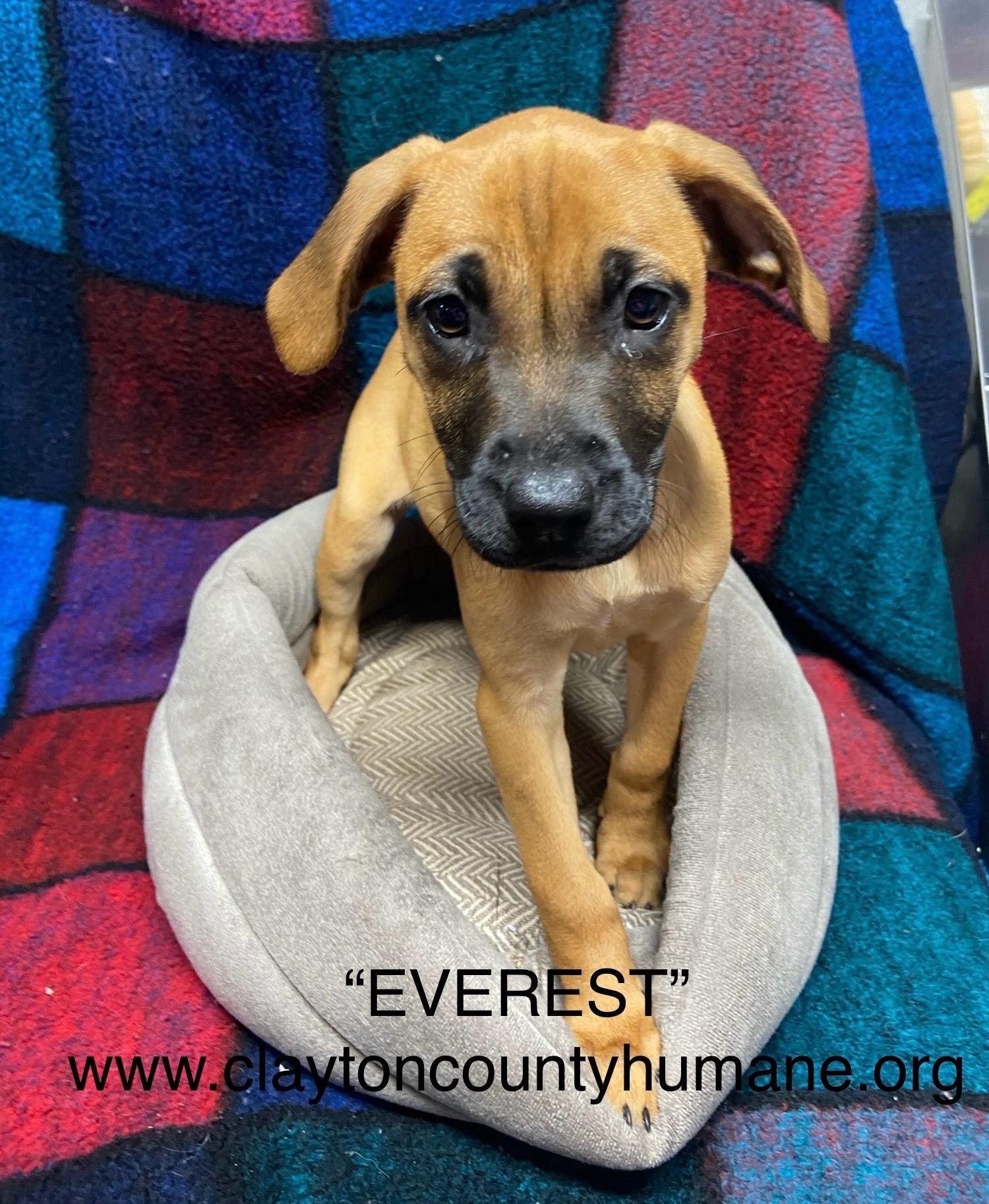 Enlarge Everest, a Adoptable Catahoula Leopard Dog in Jonesboro, GA image 1/1